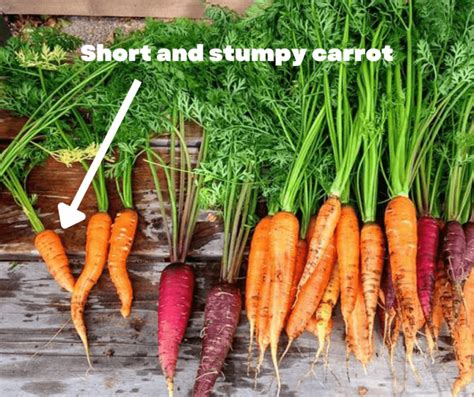 why are my carrots short and stubby